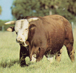 Mature range bull for a subtropical (coastal) ranching environment